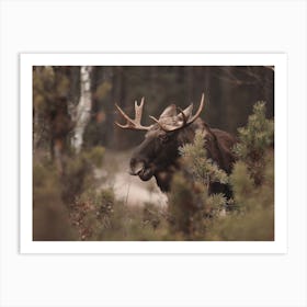 Montana Moose Art Print