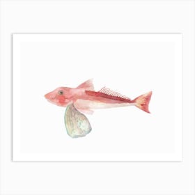 Sea Life Gurnard Art Print