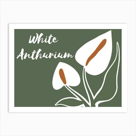 White Anthurium Art Print