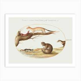 Weasels, A Ferret, And A Nut Mouse (1575–1580), Joris Hoefnagel Art Print