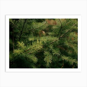 Pine Details Art Print