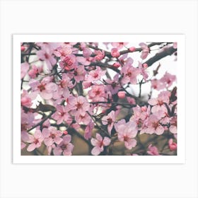 Cherry Blossoms. Pink sakura. Art Print