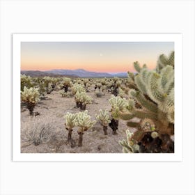 Cholla Cactus Garden at Sunset, Joshua Tree National Park - Horizontal Art Print