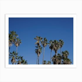 Palm Trees And Blue Skies Art Print
