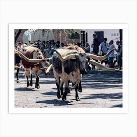 Longhorns In Parade - Downtown Fort Worth Texas Art Print