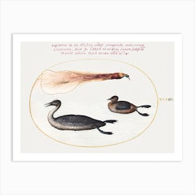 Bird Of Paradise With Mereganser And Grebe, Joris Hoefnagel Art Print