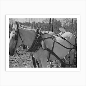 Bottle Of Drinking Water On Horse S Collar, At Lumberjacks Camp, Near Effie, Minnesota By Russell Lee Art Print