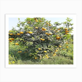 Orange Tree In An Orchard Art Print