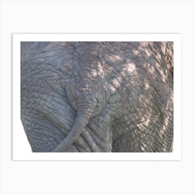 Elephant from Behind Art Print