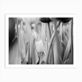 Lonely tulip | Black and White Photo | Floral photography | The Netherlands Art Print