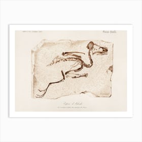 Kingfisher (Alcedo), Charles Dessalines D'Orbigny Art Print