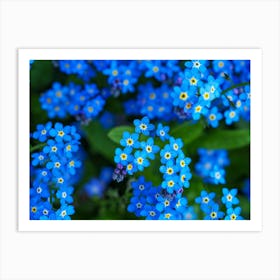 Forget-me-not Flowers Art Print