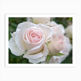 White Roses Art Print