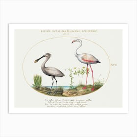 Spoonbill Crane And Flamingo (1575–1580), Joris Hoefnagel Art Print