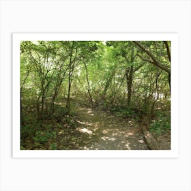 Trail In The Woods Art Print