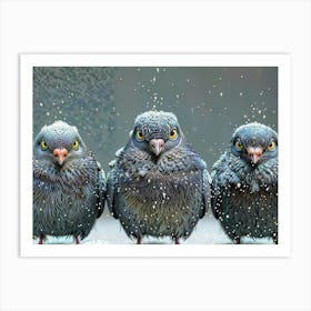 Angry birds In Snow Art Print