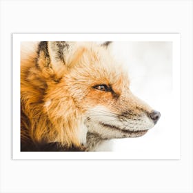 Winter Red Fox Art Print