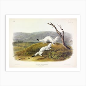 Little Nimble Weasel, John James Audubon Art Print