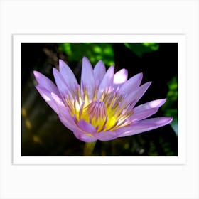 Lotus Flower Art Print