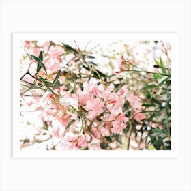 Pink Oleander flowers in Valencia // Spain, Travel & Nature Photography Art Print