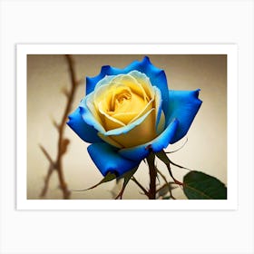 Blue And Yellow Rose Art Print