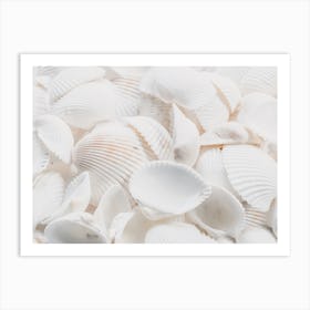 White Sea Shells Art Print