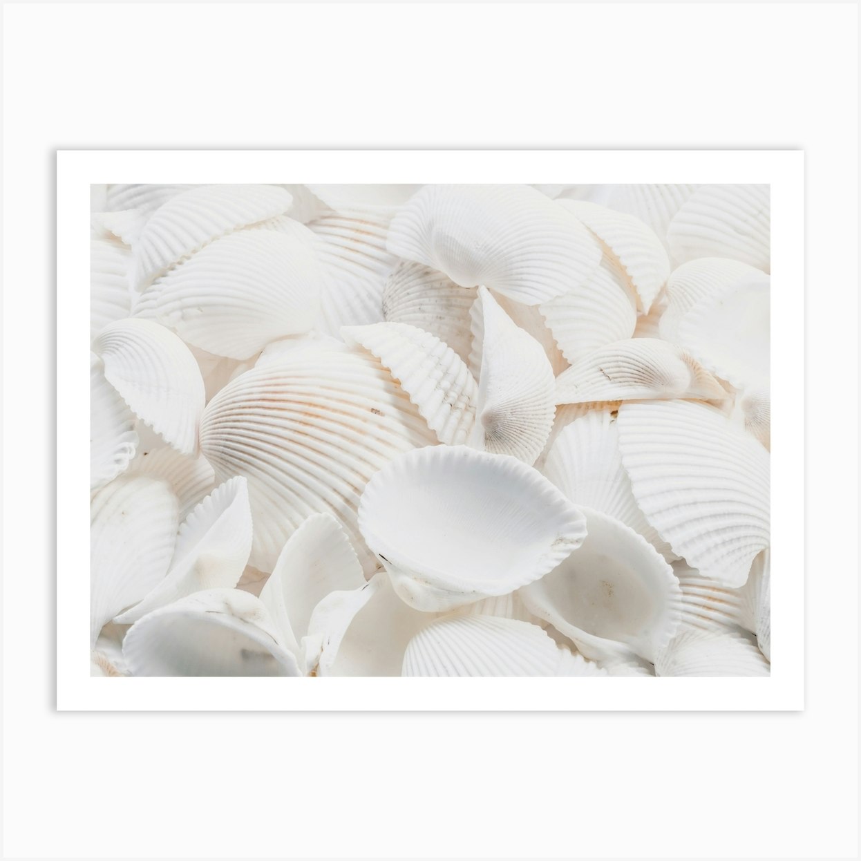 Seashell Studio
