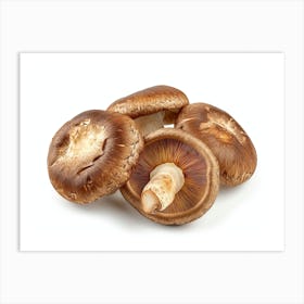 Shiitake Mushrooms 1 Art Print