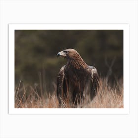 Rustic Golden Eagle Art Print