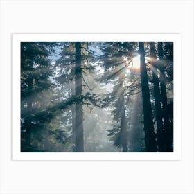 Sunbeams In The Forest 4 Art Print