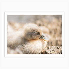 Sleeping Baby Duck Art Print