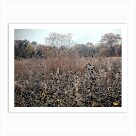 Field Of Sunflowers Art Print