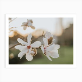 Sunset Magnolias Art Print