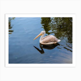 Pelican Floating In The Lake Art Print