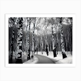 Birch Trees In Winter 3 Art Print