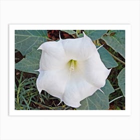 Moon Flower. Art Print