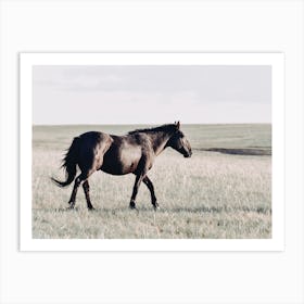 Black Horse Art Print