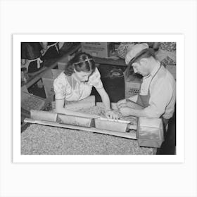 Owner Of Pecan Shelling Plant With Girl Who Is Separating The Whole Meats From The Broken Ones, Union Plant Art Print