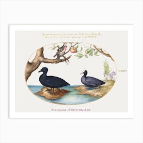 Duck, Coot, And Rosefinch (1575–1580), Joris Hoefnagel Art Print