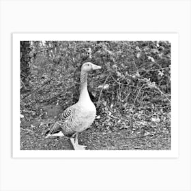 Black And White Goose in park Art Print