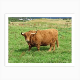 Highland Cattle Scottish Highlands Countryside Art Print