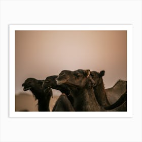 Camels looking in the same direction - Al Wathba Abu Dhabi UAE photo print - moody animal photography art Art Print Art Print