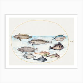 Damselfish And Other Fish (1575–1580), Joris Hoefnagel Art Print