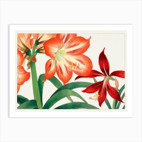 Amaryllis 1 Art Print