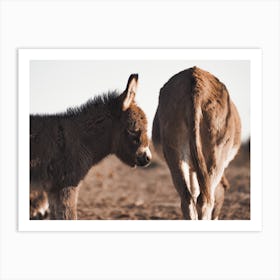 Western Donkey Pair Art Print