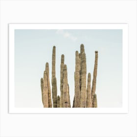 Cactus Sky Art Print