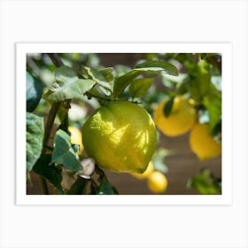 Lemon tree with fresh lemons and green leaves Art Print