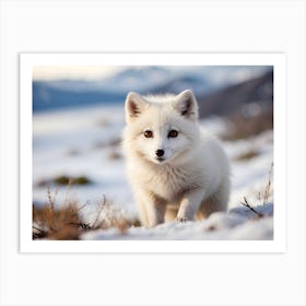 Arctic Fox 1 Art Print