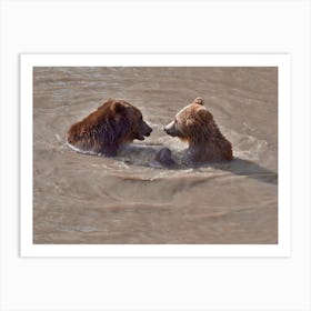 Grizzly Bears Swimming Art Print