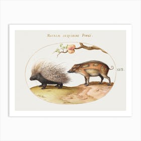 Crested Porcupine And Wild Pig (1575–1580), Joris Hoefnagel Art Print